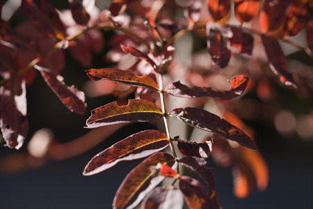 Bright red Sorbus leaves against a blurred background in the fall season. Woodland autumn colored Sorbus leaves. The season of colors in the forest.の写真素材