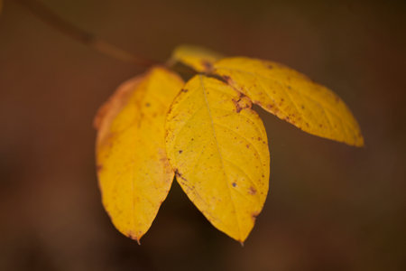 Bright yellow autumn leaves in the woods isolated on a brown background. Yellow leaves isolated on a...