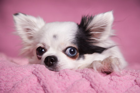 White long haired Chihuahua on a soft pink blanket against a dark pink background. Long hair Chihuahua on a cozy knitted blanket.の写真素材