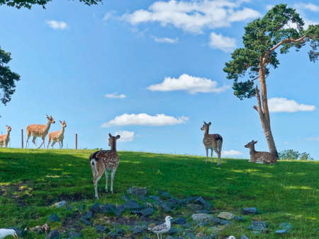 A crowd of beautiful dears standing on green grass, under the blue sky in the West Midland, United Kingdom.の写真素材