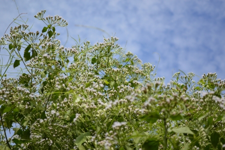 green freshの写真素材