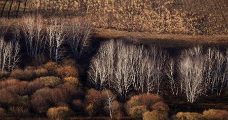 Autumn in saihanbaの写真素材