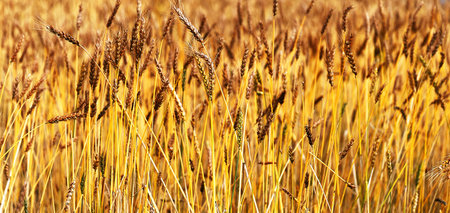 Golden barleyの写真素材