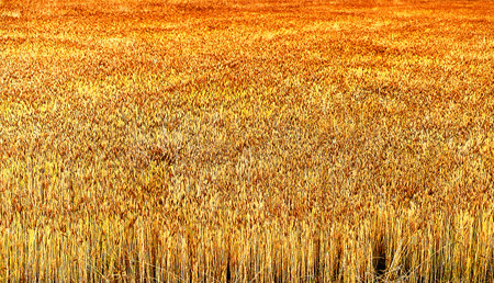 Autumn barley fieldの写真素材