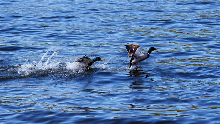 ducks on lakeの写真素材