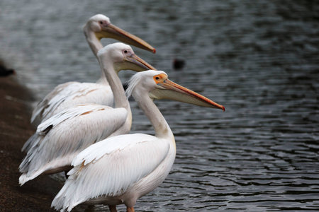 River bird close up viewの写真素材