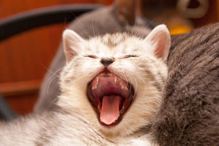 British kitten yawns wide open his mouth. Cat's mouth, tongue and teeth.の写真素材