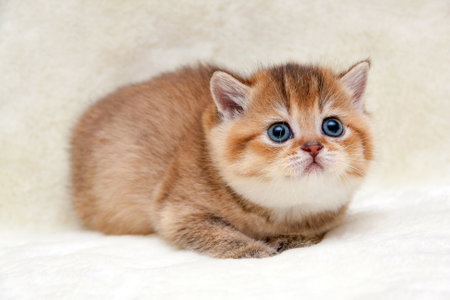 Charming redhead British kitten lying on a soft light background and cute looking upの写真素材
