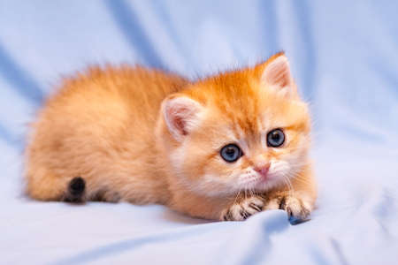 Cute orange kitten lying on a blue background pulling out her claws and looks at the camera with a charming lookの写真素材