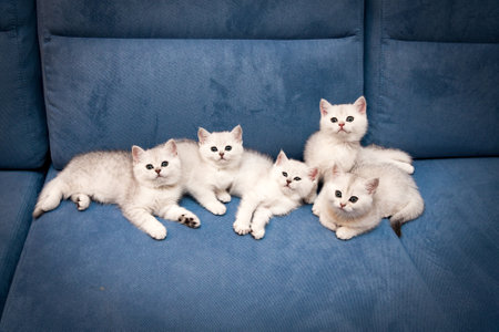 Five white silver ns 11 little British Shorthair kittens lie together on a blue sofa and look at the cameraの写真素材