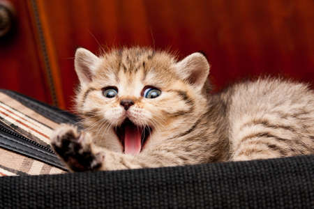 Golden British kitten lying on the bag and yawns widely funny looking at the cameraの写真素材
