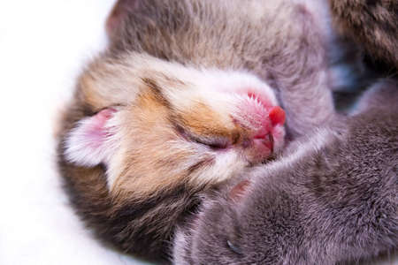Small newborn british kitten sleeping next to her mothersの写真素材