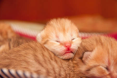 The head of a very small newborn Golden British kittenの写真素材