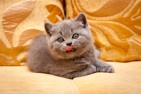 Cute blue British kitten lying on the couch with his tongue out of his mouth and looking at the cameraの写真素材