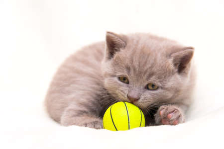 Cute lilac British kitten is curled up and sniffs a yellow ball