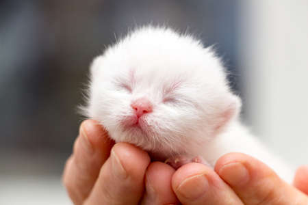 The head of a small newborn white kitten with a pink nose and eyes that did not open after birth,...