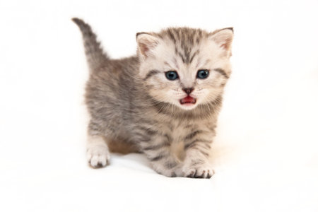 Gray British kitten meows standing in front of the camera on a white background