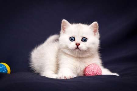 Playful white British kitten with blue eyes staring at the camera playing with a pink ballの写真素材