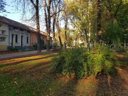 City park in autumn whit yellow leaves everywhere on green grass and building behingの写真素材