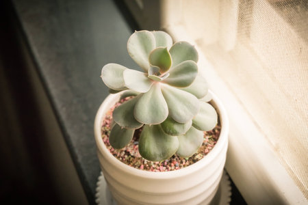Close up view of a succulent plant at the window sillの写真素材