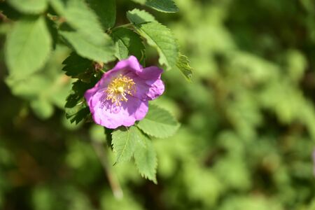 One full bloom wild Prairie Rose in Sunlightの写真素材