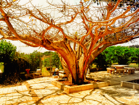 Greek Orthodox Church, Tabgha is an area situated on the north-western shore of the Sea of Galilee...