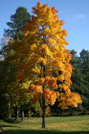 yellow tree on the background of green trees