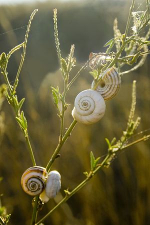 Snails on leaf on the brown backgroundの写真素材