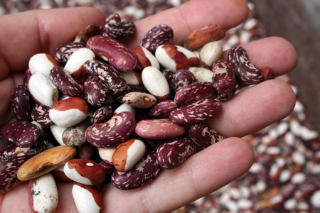 Spotty kidney beans hold by hand
