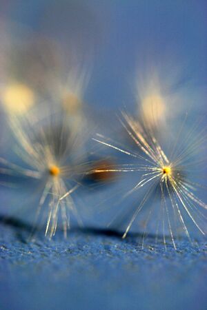Dandelion on the blue backgroundの写真素材
