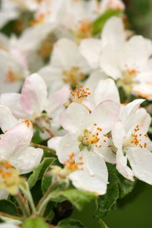 apple-tree blossom in springの写真素材