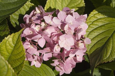 Pink hortensia flowers backgroundの写真素材