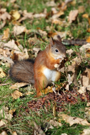 Red squirrel eating berries in autumn forestの写真素材