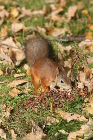 Red squirrel eating berries in autumn forestの写真素材
