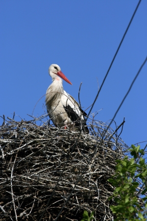 White stork in the nest on background of blue sky の写真素材