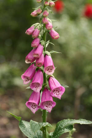 Campanula young plant in flowering time with little pink flowers growing in garden の写真素材