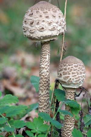 Two spotted mashrooms in forest  の写真素材