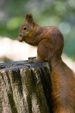 Red squirrel eating nuts in autumn forestの写真素材