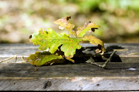 Autumn leaves on wooden backgroundの写真素材
