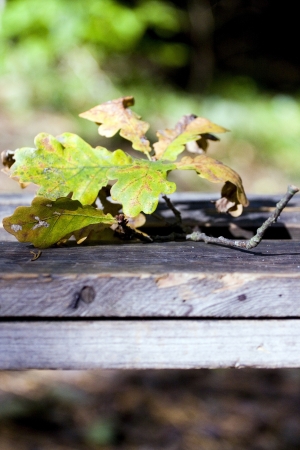 Autumn leaves on wooden backgroundの写真素材
