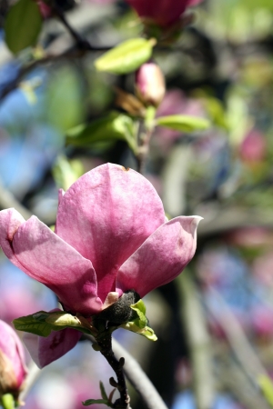 Close up of tender magnolia flower の写真素材