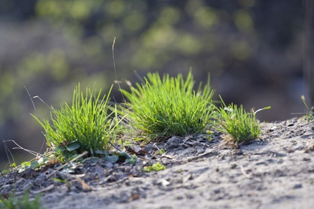 Green bushes of fresh grass.の写真素材