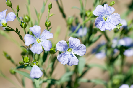 Blue flax flowers in nature