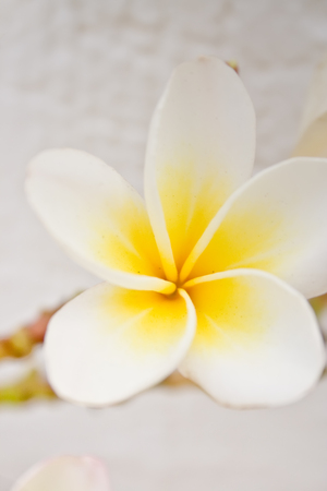 Plumeria flowers in detailの写真素材
