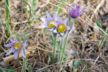 Close up of blue pasque flowers in the springtime.の写真素材