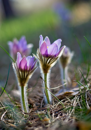 Close up of blue pasque flowers in the springtime.