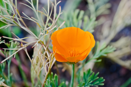 Orange eschscholzia flowers in bloom on the meadowの写真素材