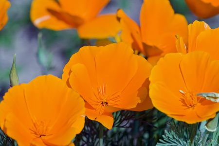 Orange eschscholzia flowers in bloom on the meadowの写真素材