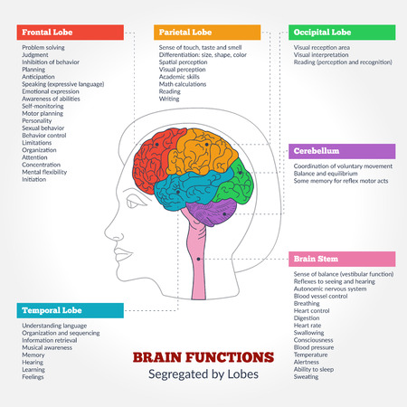 Guide to the human brain anatomy and human brain functions segregated by lobes. Brain structure infographics.のイラスト素材