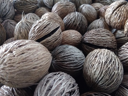 Lots of Pong Pong (Cerbera Odollam)